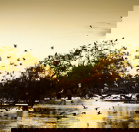 Kinchega Homestead Billabong Walk - Foster Accommodation