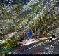 Lyrebird Circuit Walk - Foster Accommodation