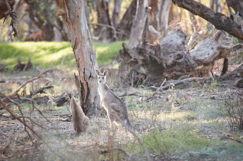 Nyah Vinifera Park - Foster Accommodation 0
