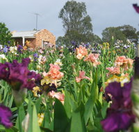 Smokin Heights Iris Display Garden - Foster Accommodation