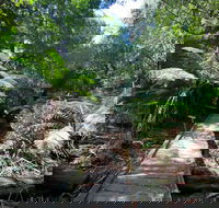 Wirrawilla Rainforest Walk - Foster Accommodation