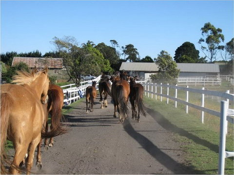 Darkes Forest Riding Ranch - Foster Accommodation 0