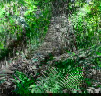 Djiru National Park - Foster Accommodation