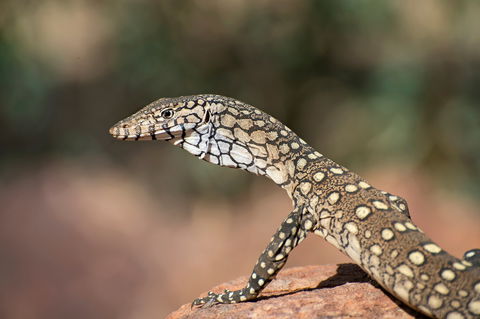 East MacDonnell Ranges - Foster Accommodation 1