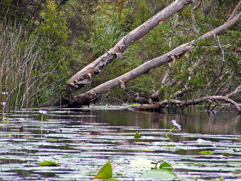 Esk River - Foster Accommodation 1