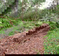 Forest Walking Track Gibraltar Range National Park - Foster Accommodation