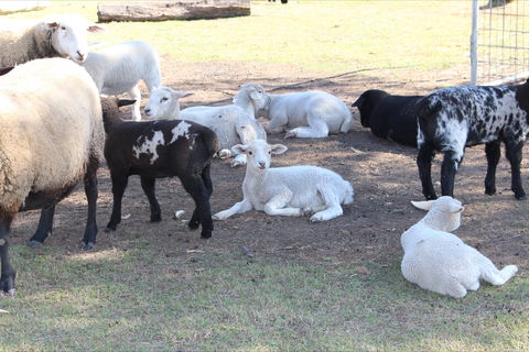 Haigslea EWE Nique Hobby Farm - Foster Accommodation 1
