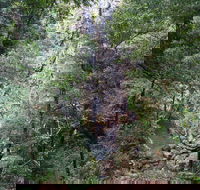 Kondalilla Falls Circuit Kondalilla National Park - Foster Accommodation