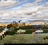 Merino and Co - Foster Accommodation