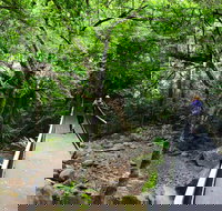 Rainforest Loop Walk Budderoo National Park - Foster Accommodation