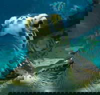 Reef HQ Aquarium - Foster Accommodation