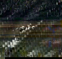 Seaham Swamp Nature Reserve - Foster Accommodation