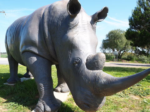 Tailem Bend Rhino Park And Dickson Reserve - Foster Accommodation 0