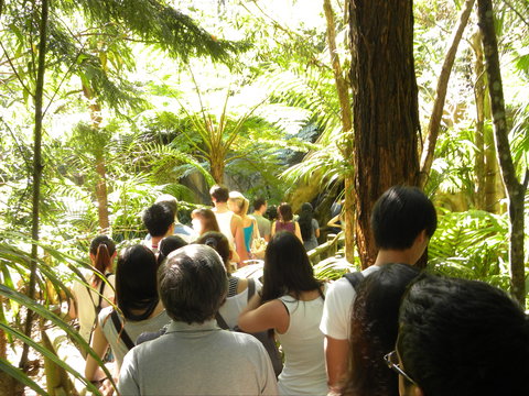 Tamborine Mountain Glow Worm Tours - Foster Accommodation 1