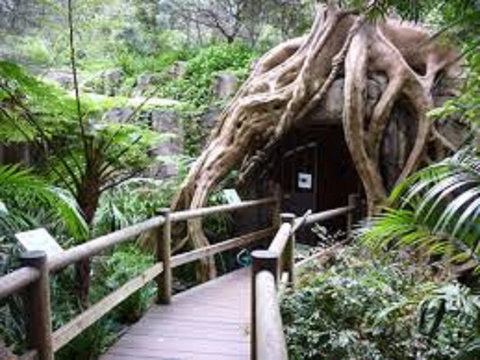 Tamborine Mountain Glow Worm Tours - Foster Accommodation 2
