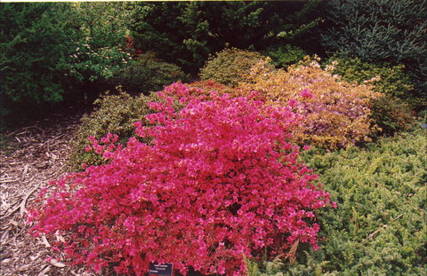 Tasmanian Arboretum Inc. - The - Foster Accommodation 2