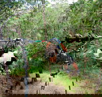 TreeTop Challenge - Foster Accommodation