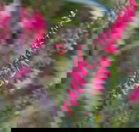 Warawee Circuit Walk to  Trigger Plant Track - Foster Accommodation