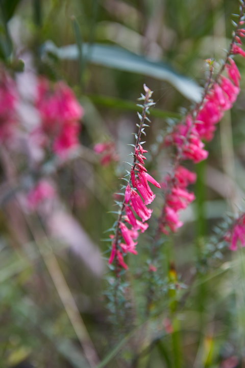Warawee Circuit Walk To  Trigger Plant Track - Foster Accommodation 0