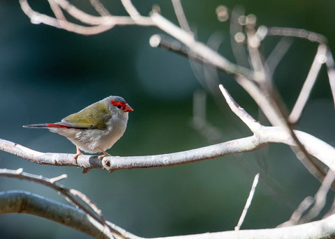 Warrawong Wildlife Sanctuary - Foster Accommodation 2