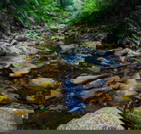 Willi Willi National Park - Foster Accommodation