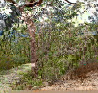 Yango Walking Track - Foster Accommodation