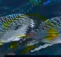 Beaver Reef Dive Site - Foster Accommodation