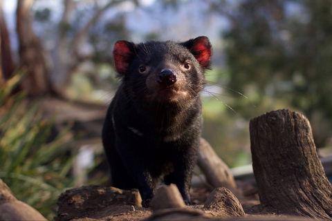 Bonorong Wildlife Sanctuary - Foster Accommodation 0