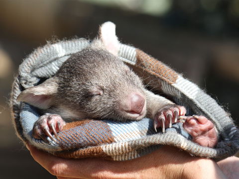 Bonorong Wildlife Sanctuary - Foster Accommodation 2