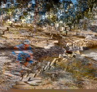 Cycle Mogo State Forest - Foster Accommodation