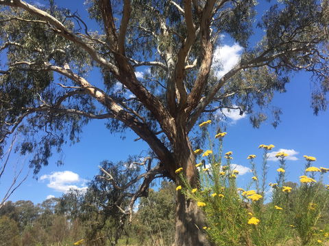 Euroa Arboretum - Foster Accommodation 0