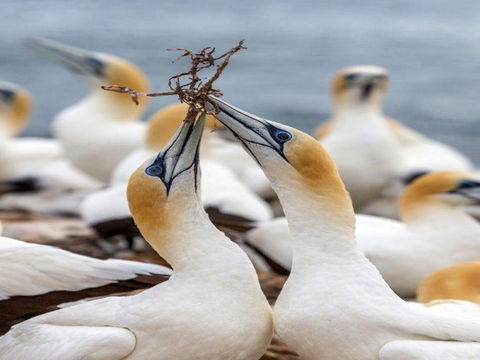 Gannets In Portland - Foster Accommodation 0