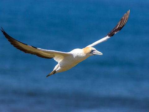 Gannets In Portland - Foster Accommodation 1