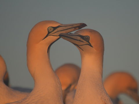 Gannets In Portland - Foster Accommodation 2