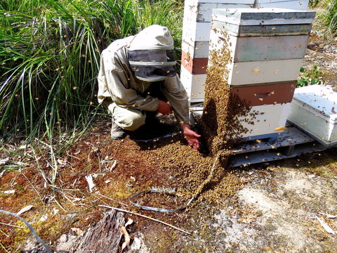 Honey Tasmania - The Beehive - Foster Accommodation 0