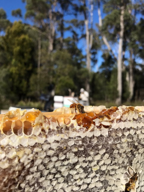 Honey Tasmania - The Beehive - Foster Accommodation 1