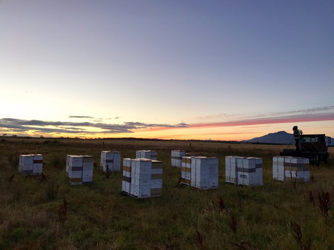 Honey Tasmania - The Beehive - Foster Accommodation 2