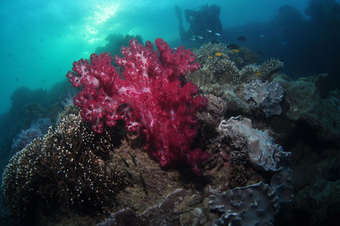 Luncheon Bay Dive Site - Foster Accommodation 0