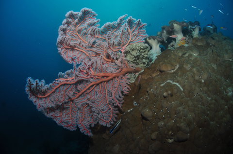 Luncheon Bay Dive Site - Foster Accommodation 1
