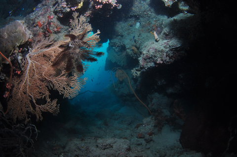Luncheon Bay Dive Site - Foster Accommodation 2