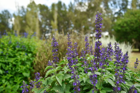 Picton Botanic Gardens - Foster Accommodation 1