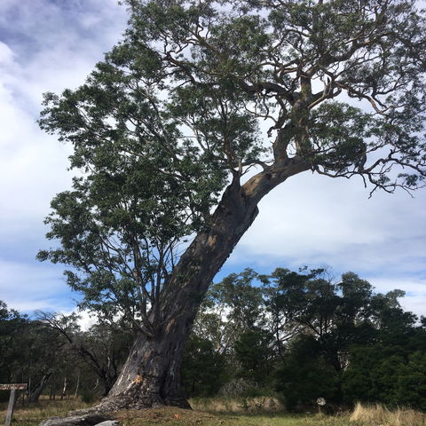 Bilston's Tree - Foster Accommodation 0