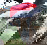 Bream Creek Farmers Market - Foster Accommodation