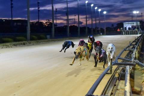 Cranbourne Greyhound Racing Club - Foster Accommodation 1
