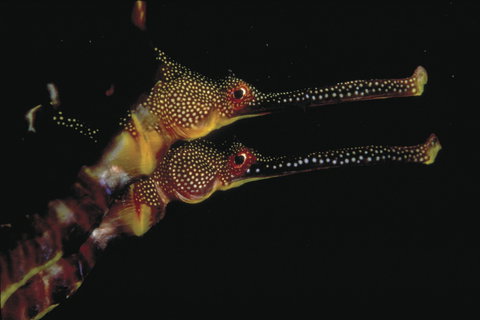 Eagle Rock Marine Sanctuary - Foster Accommodation 0