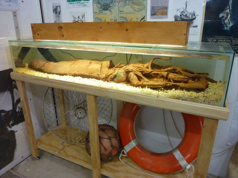 George The Giant Squid Display, Wallaroo - Foster Accommodation 1