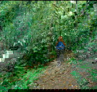 Mount Cougal Springbrook National Park - Foster Accommodation