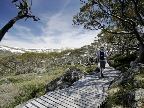 Snow Gums Boardwalk - Foster Accommodation 0