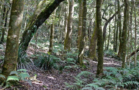 Summit Walking Track, Mount Hyland Nature Reserve - Foster Accommodation 0