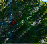 Tamborine Rainforest Skywalk - Foster Accommodation